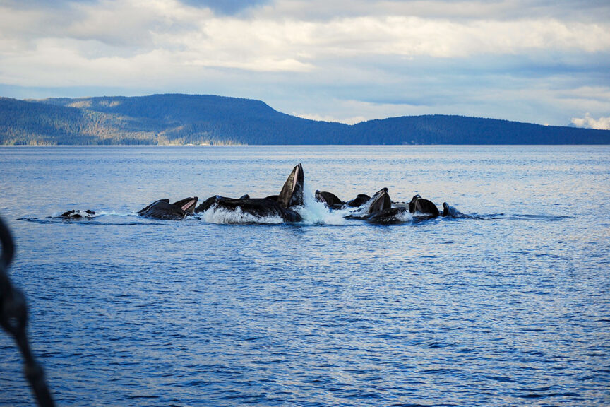 A pod of whales surfaces close together in a calm ocean near Sitka, with a distant hilly shoreline and Alaska's Inside Passage visible under a cloudy sky in the background.