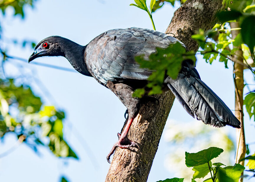 A dark-feathered bird with a red eye stands on a tree branch surrounded by green leaves against a blue sky, illustrating the vibrant allure of Costa Rica’s colorful creatures.