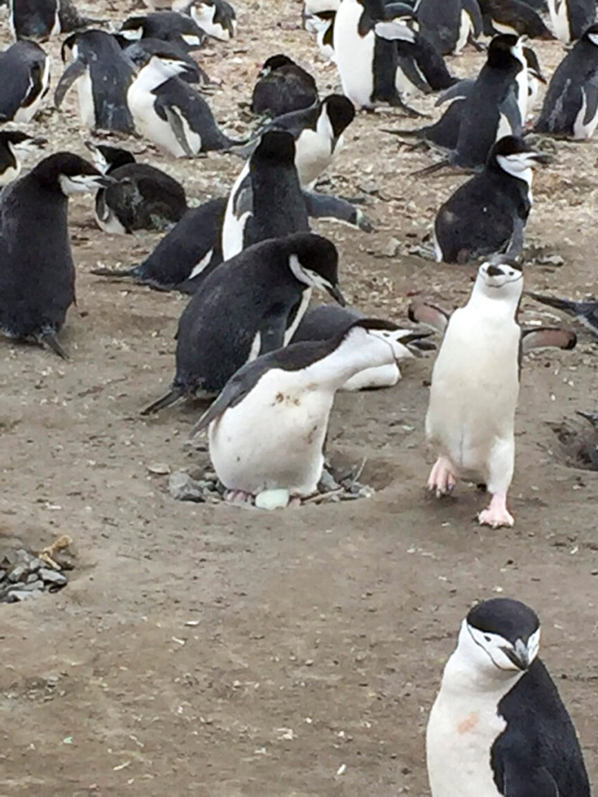 A group of penguins on rocky terrain, a snapshot from an unforgettable journey to the Seventh Continent. One penguin tends to an egg in a nest while another stands nearby with its beak open.