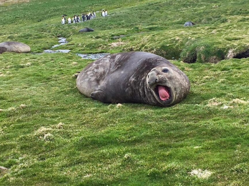 A large seal lies on the grassy ground with its mouth open, as if calling out to those embarking on an adventure. Small figures, possibly penguins, are seen in the background, hinting at a journey through the mysterious terrain of the Seventh Continent.