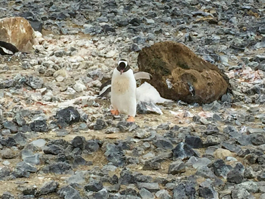 A penguin stands on a rocky surface amidst several other penguins and large rocks, embarking on a journey across the Seventh Continent.