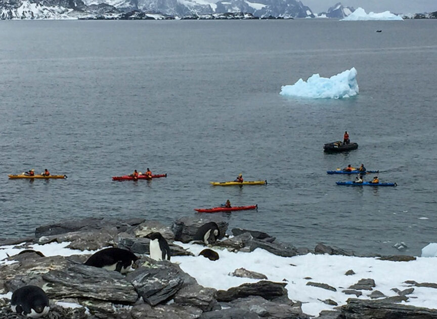 People in kayaks row near a snowy shore where several penguins are present, embarking on a journey to the Seventh Continent, with icebergs floating in the background.