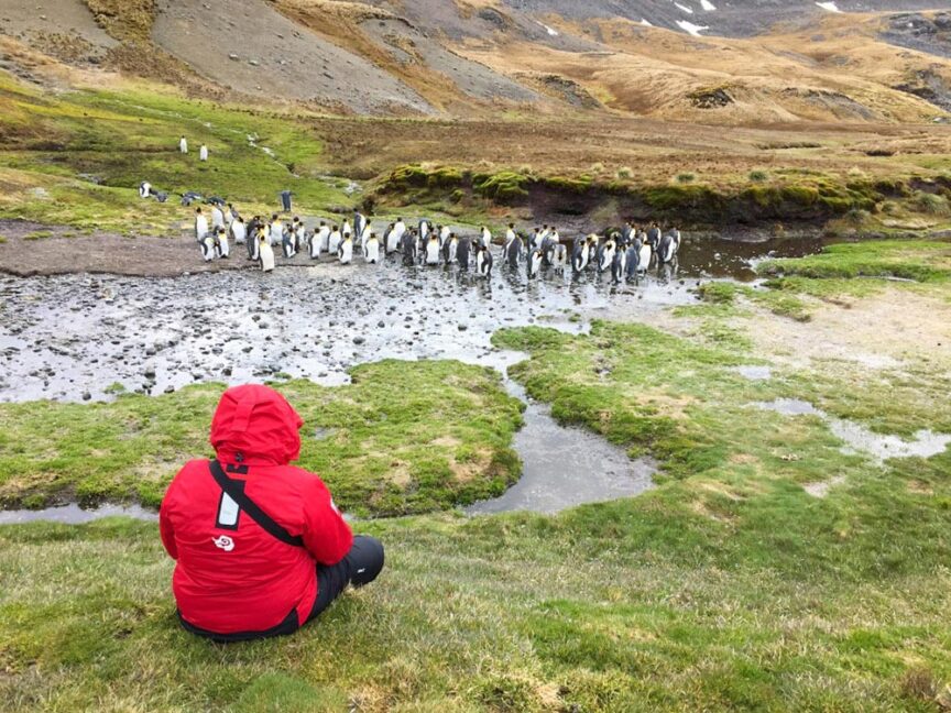 Person in a red jacket sitting on a grassy field, embarking on an adventure while observing a group of penguins near a small stream in the hilly, tundra-like landscape of the Seventh Continent.