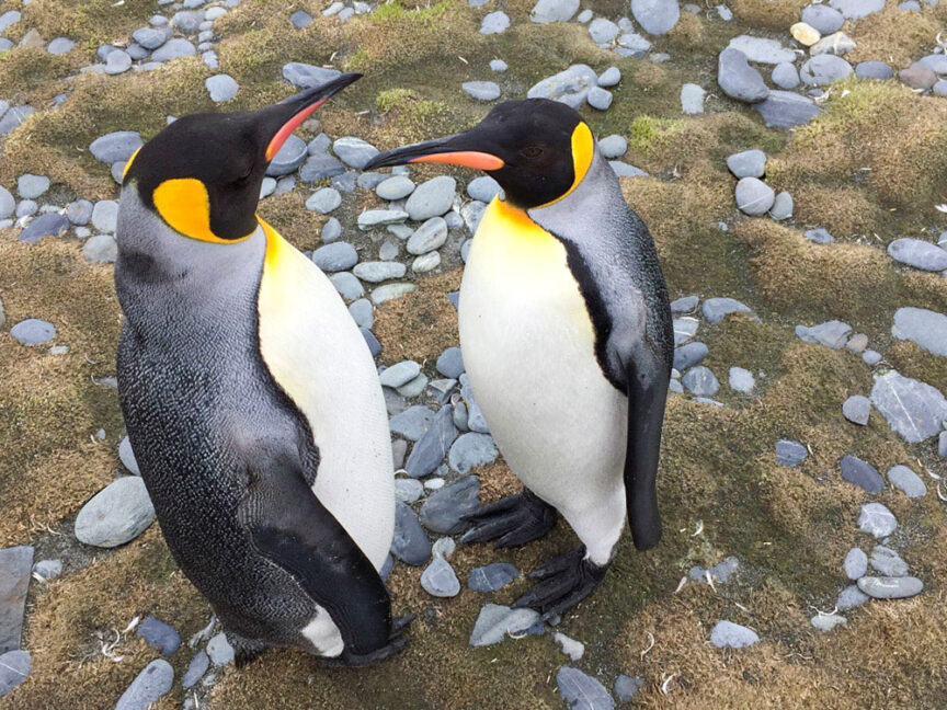 Two King penguins with yellow and black heads, white bellies, and orange beaks stand on a rocky, grassy terrain facing each other, embarking on their journey across the Seventh Continent.