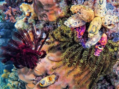 Close-up image of a colorful underwater scene in Cenderawasih Bay featuring various marine life including feather stars, coral, and sea sponges—a perfect sight for any snorkeling expedition.