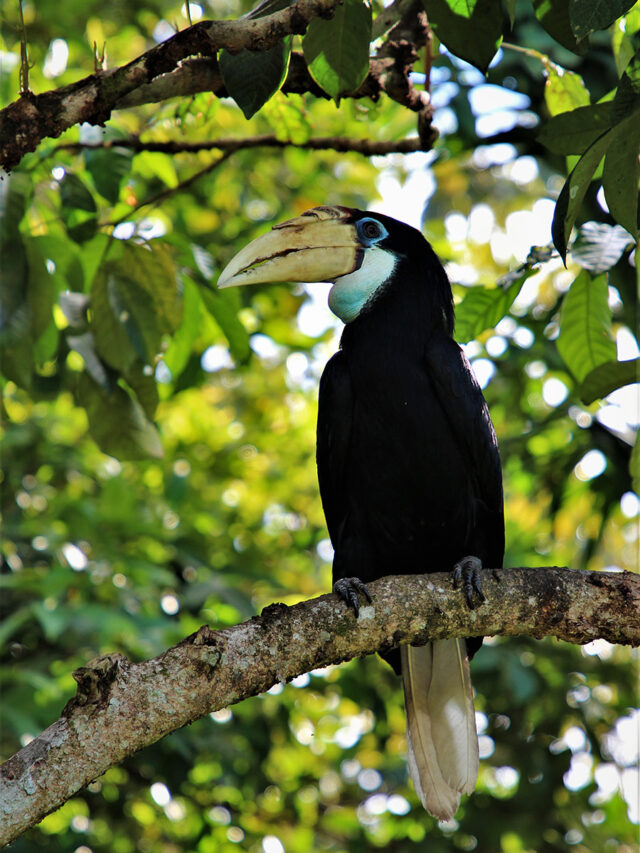 A black hornbill with a large, yellowish beak and blue throat perches on a tree branch amid green leaves, reminiscent of an avian discovery one might encounter on an expedition in Cenderawasih Bay.