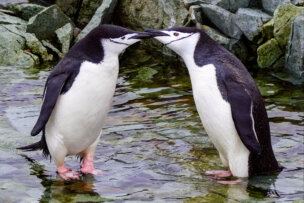 Two chinstrap penguins stand in shallow water, touching beaks in a rocky environment, showcasing the wild side of Antarctica.