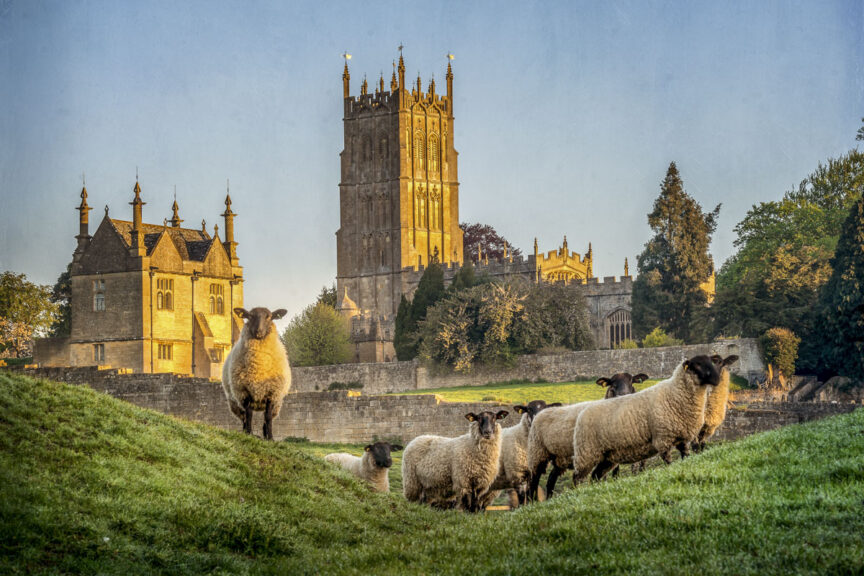A group of sheep stands on a grassy hill in front of a historic church and buildings during daylight, reminiscent of scenes you'd encounter while hiking the Cotswold Way.