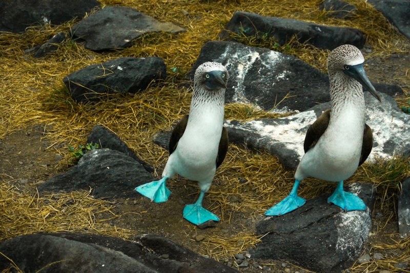 Two blue-footed boobies, emblematic of Galápagos wildlife, stand on rocky ground with patches of dry grass. Their bright blue feet contrast vividly against the earth tones as they gaze timelessly in the same direction.