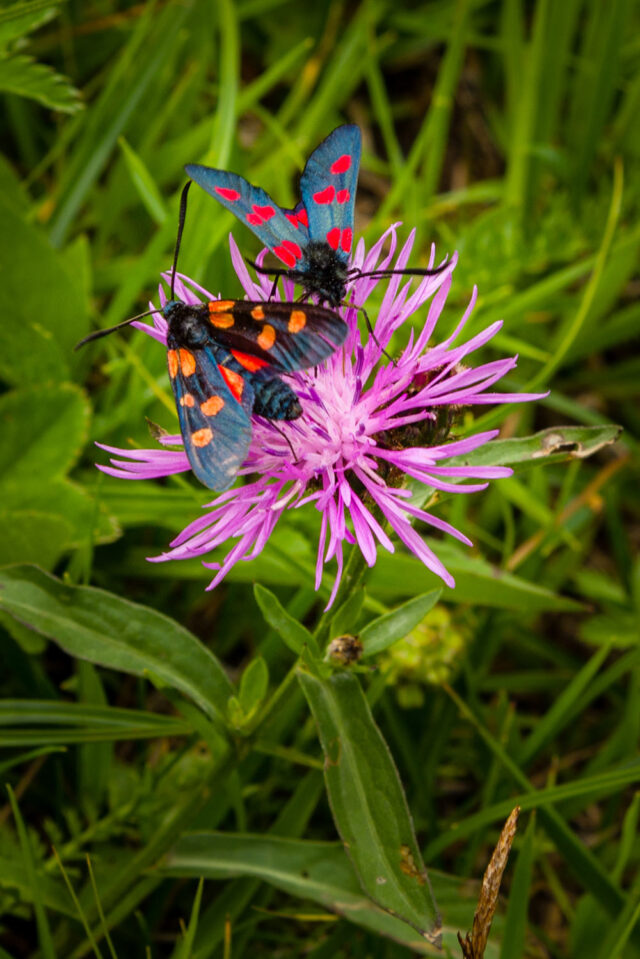 Two colorful moths with blue wings and red spots are perched on a vibrant pink thistle flower, surrounded by green leaves and grass, showcasing the beauty one might discover while exploring the Great Dolomites.