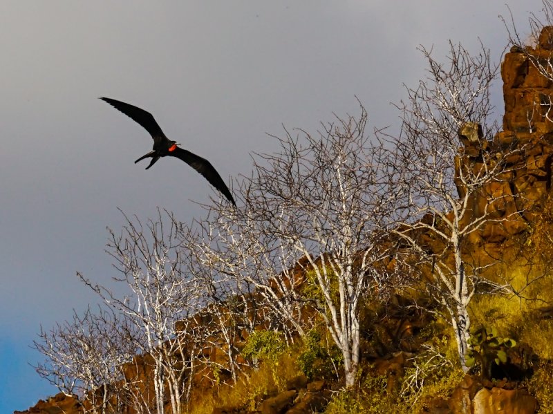 A black bird with a red throat pouch soars above barren trees on a rocky cliffside under a timeless, cloudy sky, embodying the untouched wildlife of the Galápagos.