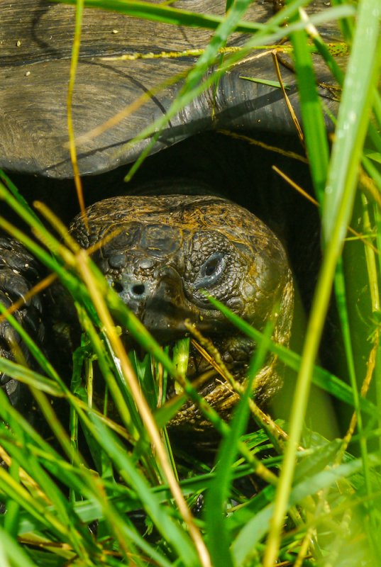 A close-up of a Galápagos tortoise partially hidden in tall grass, eating some of it, captures the essence of timeless wildlife.
