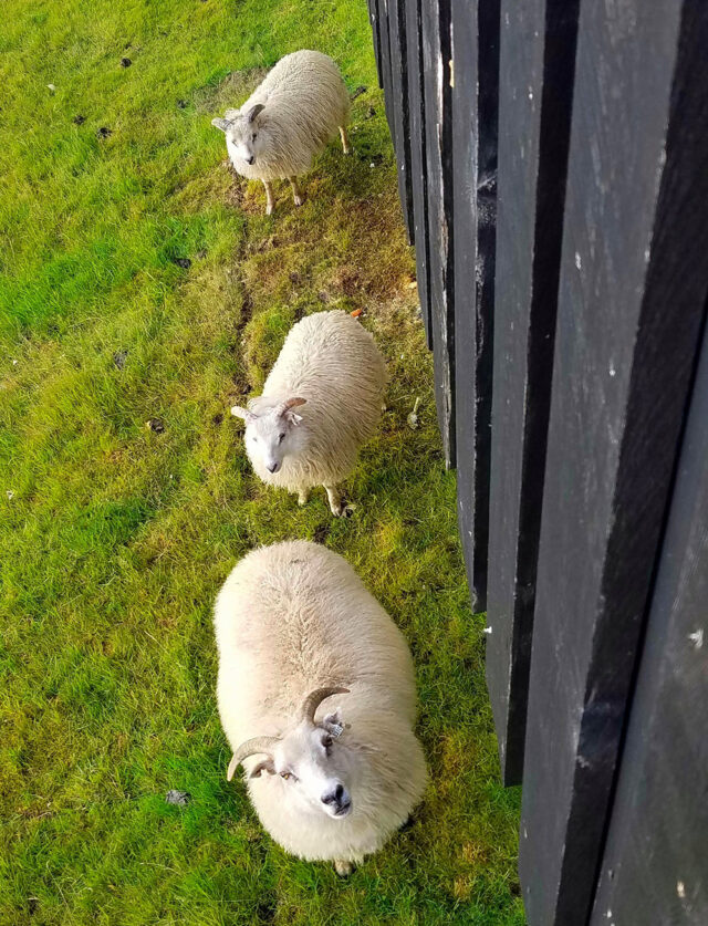 Three sheep stand in a row on a grassy area next to a black wooden fence, looking up towards the camera, capturing the serene beauty of Iceland.