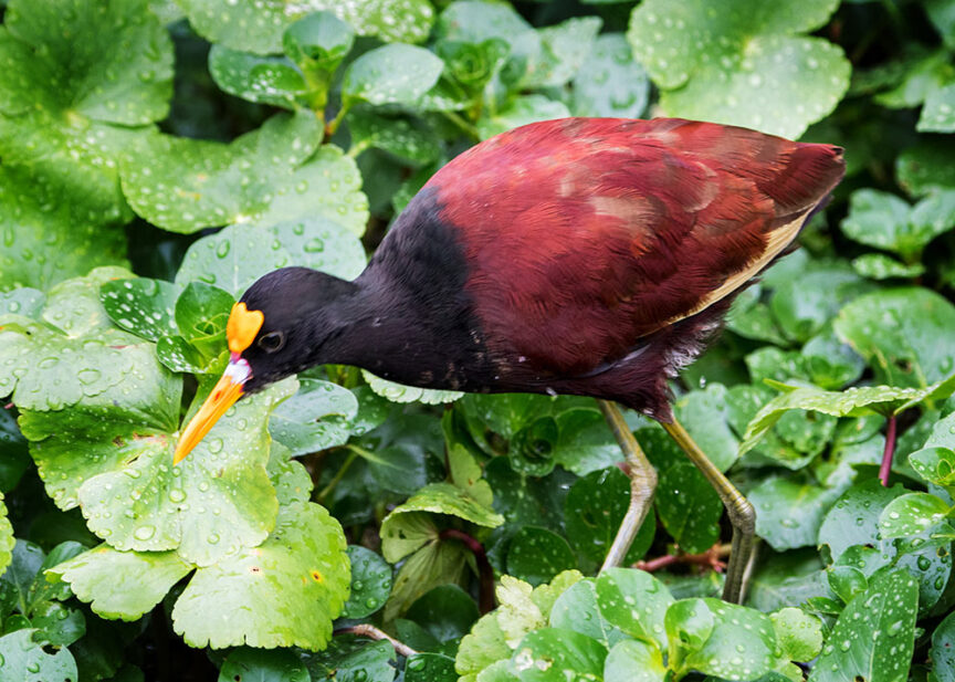 A colorful creature with dark red and black plumage and a yellow beak stands among the green foliage with water droplets, evoking the vibrant beauty of Costa Rica.