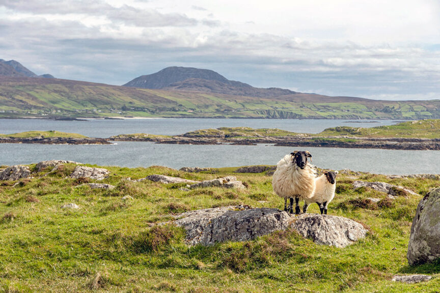 Two sheep stand on a grassy field with rocky patches, overlooking a lake with distant hills and mountains in the background—an idyllic scene typical of Ireland's West Coast from beach to peaks.