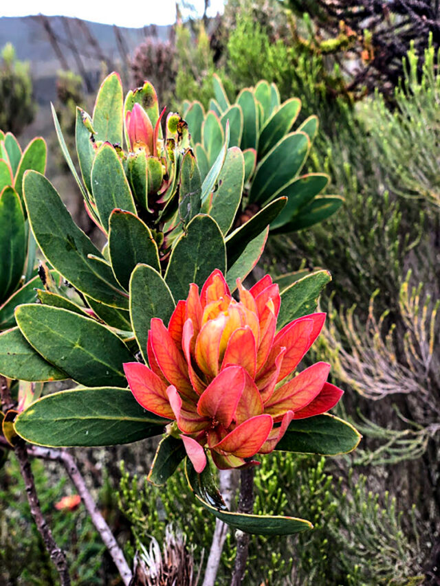 Close-up of a plant with vibrant red and pink flowers, surrounded by green, elongated leaves against a blurred natural background, reminiscent of the way my grandmother's garden used to bloom.