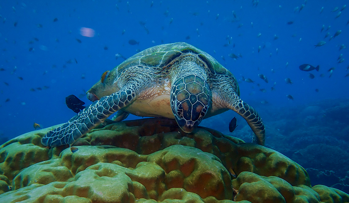A sea turtle swims above a vibrant coral reef in the crystal-clear waters off Komodo, surrounded by small fish, offering an unforgettable snorkeling experience.