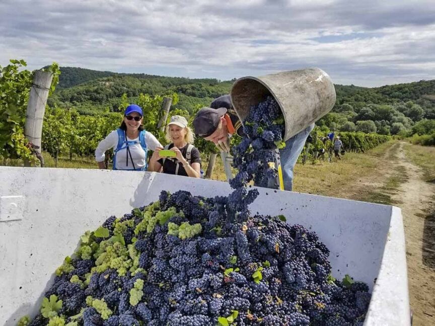 Workers harvest grapes in a vineyard, pouring bunches into a large bin under a cloudy sky, with the rolling hills of the Great Carpathian in the background and more vineyards stretching into the distance.