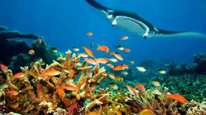 A manta ray swims above a vibrant coral reef with various colorful fish in clear blue water, celebrating the beauty of our oceans on World Oceans Day.