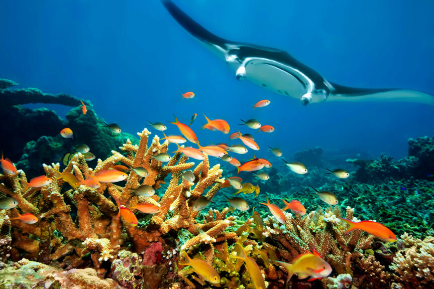 A manta ray swims above a vibrant coral reef with various colorful fish in clear blue water, celebrating the beauty of our oceans on World Oceans Day.