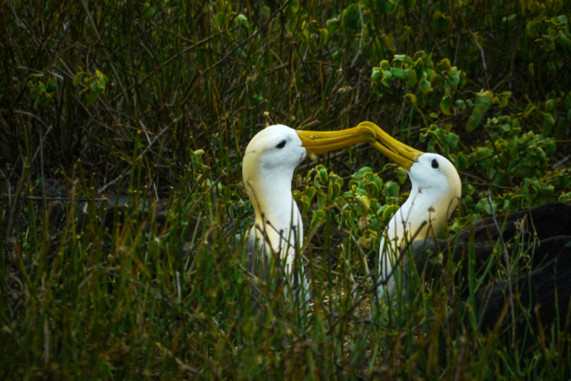 Two albatrosses facing each other with beaks touching amid tall grasses and green foliage, capturing a timeless moment in the Galápagos wildlife.