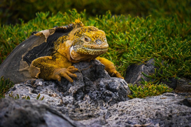 A yellow land iguana, embodying a timeless look, rests on a rocky surface surrounded by the lush green foliage of the Galápagos.