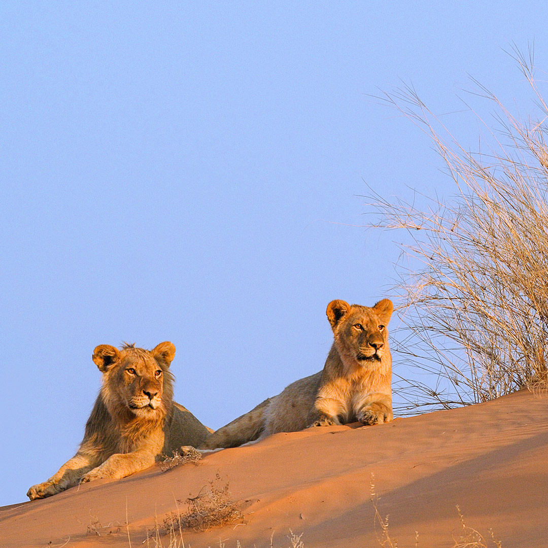 Two majestic big cats rest on a dry, sandy slope under a clear sky, with sparse vegetation to the right. This serene scene is one of the top 5 places to see wildlife in their natural habitat.