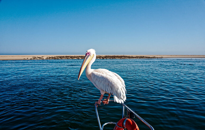 A pelican perched on the bow of a boat, with a vast expanse of blue water and the stunning landscapes of Namibia's sandy shoreline in the background.