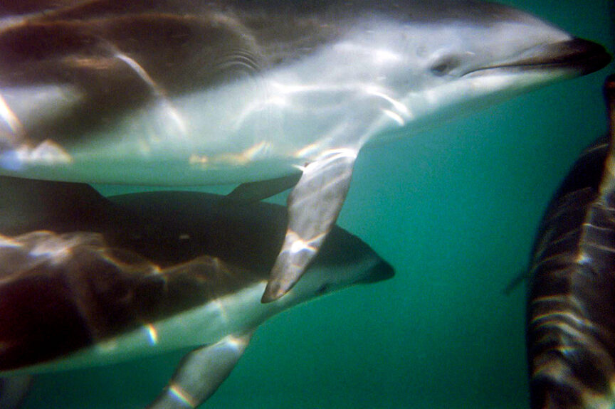 Underwater scene showing two dolphins swimming close to each other with sunlight filtering through the water, capturing the breathtaking beauty that extends from mountains to sea in New Zealand.
