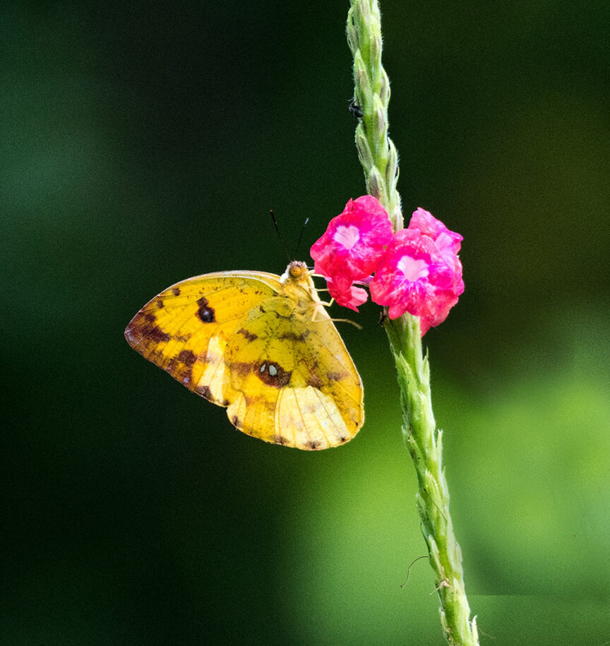 A yellow butterfly with dark spots is perched on a small, vibrant pink flower against a green blurred background, showcasing one of Costa Rica's colorful creatures.