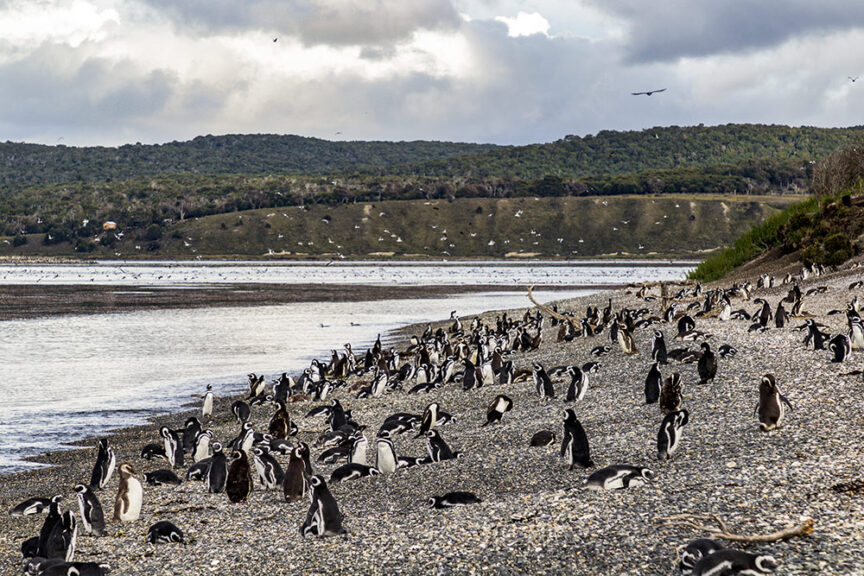 A large group of penguins is scattered across a rocky shoreline beside a body of water with a hilly, tree-covered terrain in the background. The sky is partly cloudy with some birds flying overhead, creating a perfect scene for adventures at the End of the World in Ushuaia.