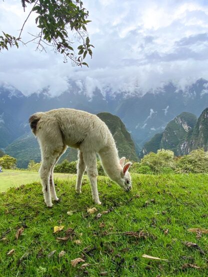 A llama grazes on a lush green hillside in Peru's Sacred Valley, with mist-covered mountains in the background under a cloudy sky, discovering serenity.