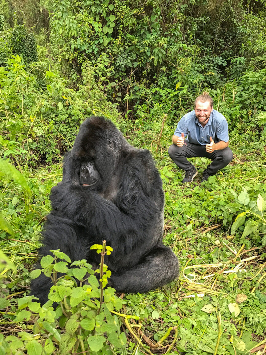 A man kneels and gives two thumbs up behind a seated gorilla amidst dense green foliage, capturing the essence of a Rwanda wildlife safari.