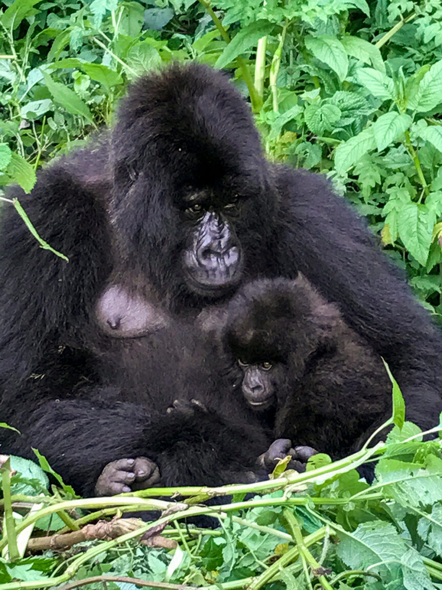 Adult gorilla sitting on green foliage with an infant gorilla nestled closely by its side, a touching scene you might witness on a Wildlife Safari in Rwanda or Tanzania.
