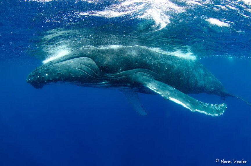 A large whale swims underwater near the surface of the ocean, with one flipper partially extended and visible blue water surrounding it, offering a new perspective on Swimming With Humpbacks in the South Pacific.