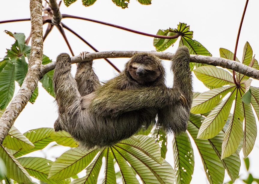 A sloth hangs from a tree branch, surrounded by green leaves, blending seamlessly into the vibrant ecosystem of Costa Rica—the home of many colorful creatures.
