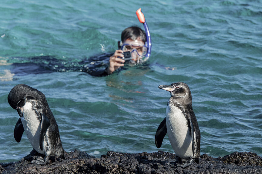 A snorkeler with a camera floats in the water taking photos of two penguins standing on a rocky shore, capturing moments to remember for their next snorkeling trip.