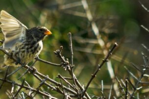 A small bird with a yellow beak and brownish feathers perches on a thorny branch, wings partially spread, capturing a timeless moment in wildlife. The background is blurred with green foliage.