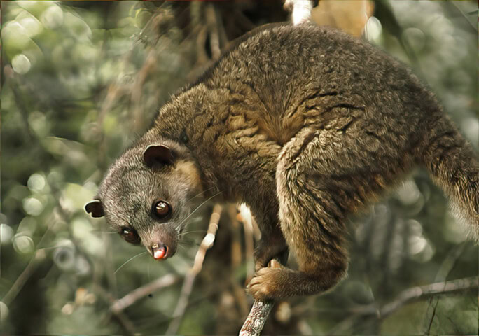 A brown cuscus with a reddish nose is perched on a tree branch, looking downward, with a blurred green forest background.