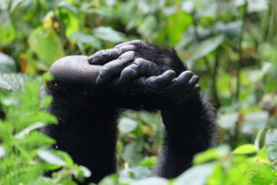 A gorilla's hands resting on its head with dense green foliage in the background evokes the serene beauty of visiting Uganda to see Mountain Gorillas.