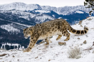 A snow leopard strides gracefully on a snowy mountain slope in India, with a breathtaking range of snow-covered peaks standing proudly in the background.