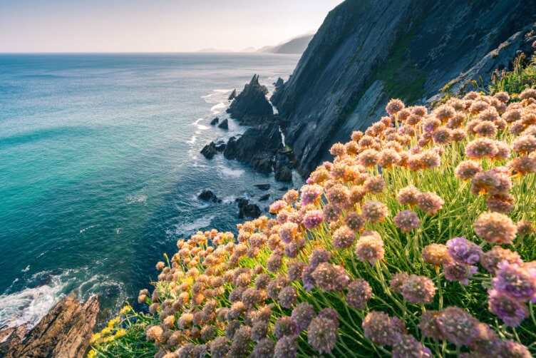 Discover the coastal cliffs of Ireland, where blooming pink flowers adorn the foreground and rugged cliffs embrace the ocean's expanse. For an unforgettable experience, explore these breathtaking vistas during Ireland's best time to visit.
