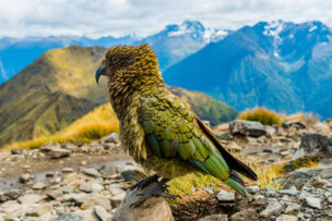 A Kea parrot with green and brown plumage stands on rocky terrain against a backdrop of New Zealand's majestic mountains, a scene reminiscent of its stunning National Parks.