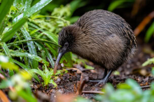 In the lush, green heart of New Zealand's national parks, a flightless brown kiwi bird with a long beak is searching for food. This serene scene showcases the natural beauty that sets these parks apart from those elsewhere in the world.
