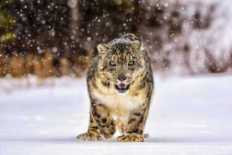 A snow leopard gracefully navigates the snowy landscape of India, with delicate snowflakes dancing around it.