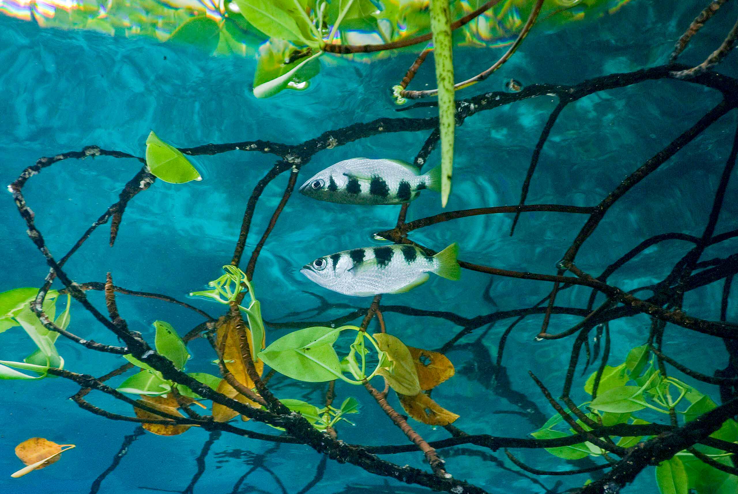 Two fish swim among submerged branches and green leaves, exploring the clear blue waters of the vibrant Coral Triangle.