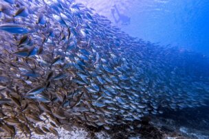 A diver swims above a large school of fish, exploring the vibrant underwater world of Raja Ampat, with clear blue water surrounding them and a sandy seabed visible below.