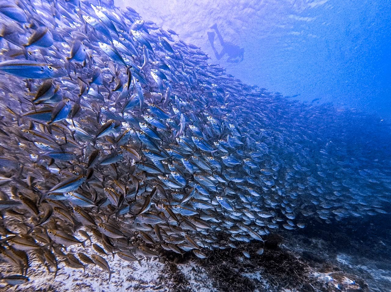 A diver swims above a large school of fish, exploring the vibrant underwater world of Raja Ampat, with clear blue water surrounding them and a sandy seabed visible below.