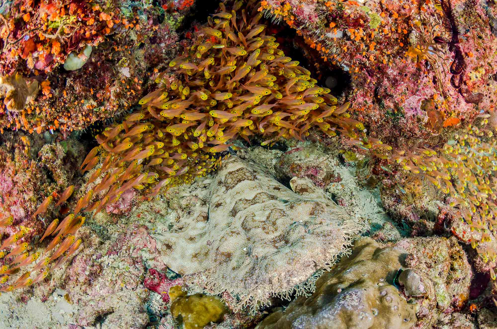 A camouflaged octopus blends into a coral reef in the heart of the Coral Triangle, surrounded by a school of small fish.
