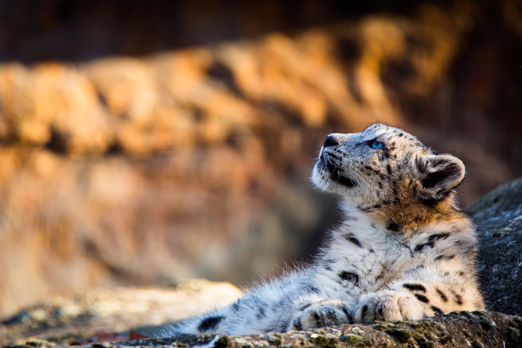 Young snow leopard cub lies on rocky ground, gazing upwards against a blurred backdrop. For those eager to witness such majestic creatures in their natural habitat, visit India—one of the few places where and when to see snow leopards in all their glory.